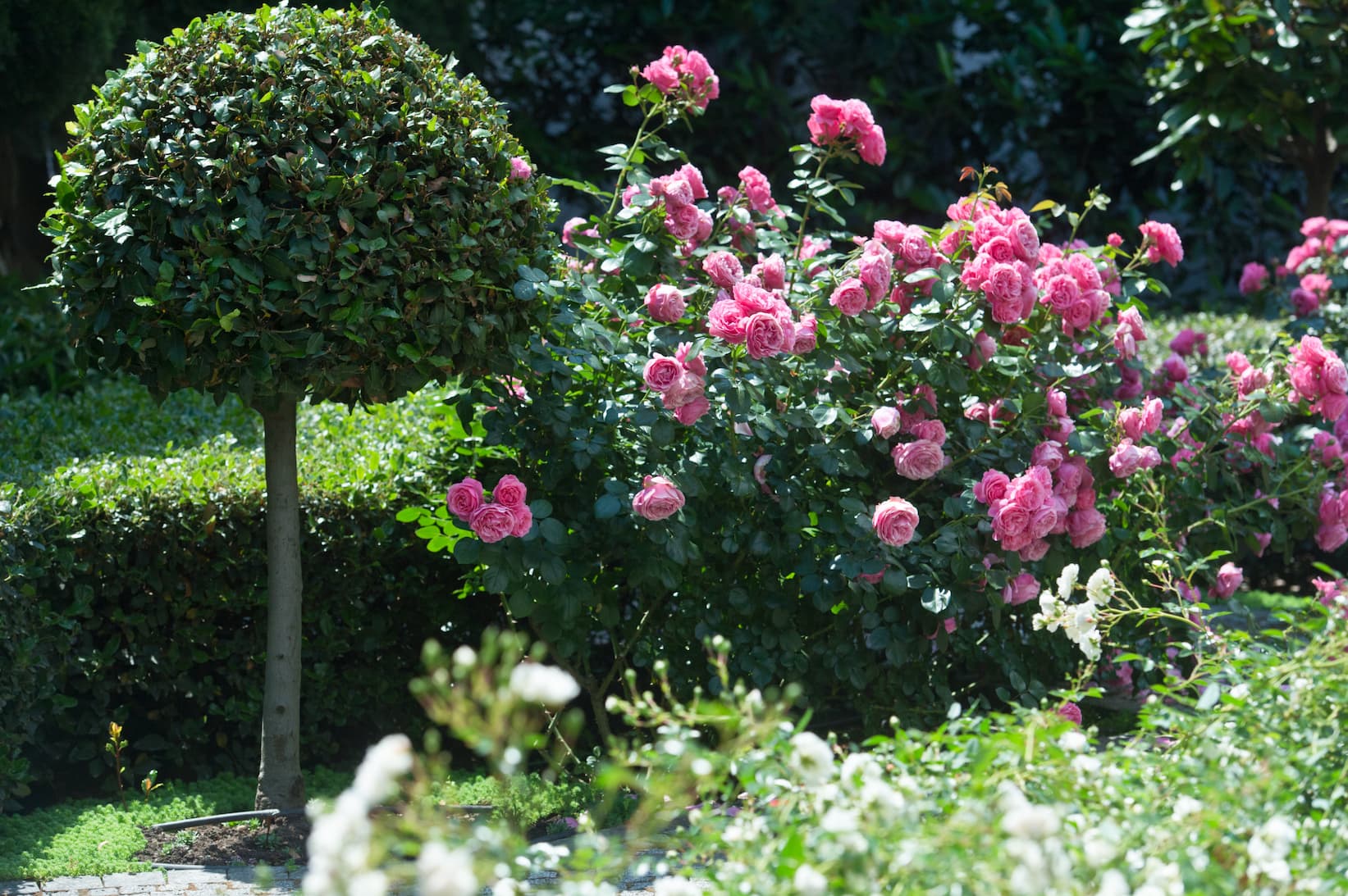 Jardin naturel