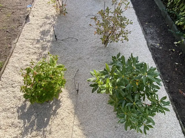 Massif terminé avec paillage de chanvre et micro-asperseurs sur piquets