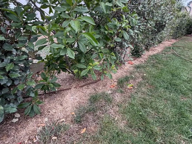 Réseau d’arrosage disposé au pied d’une haie du jardin