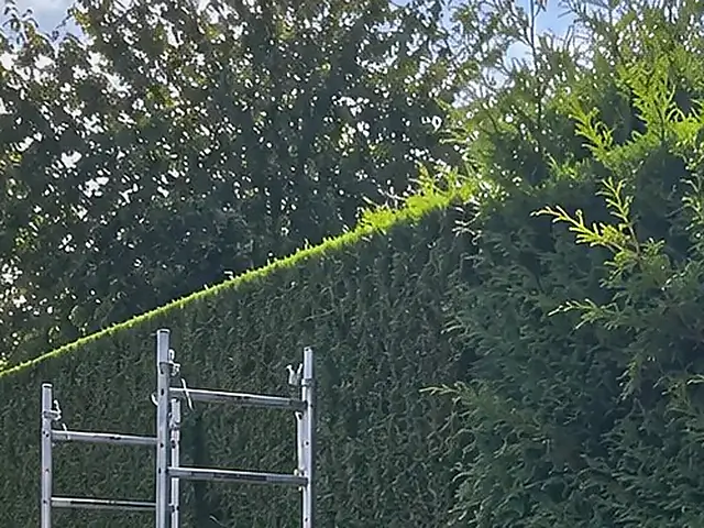 L’arête de la haie taillée, nette contre le ciel, et la transition avec la partie encore à tailler