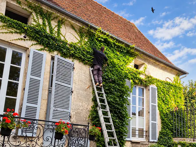 Taille de la vigne vierge à l’échelle, jusque sous la rive du toit