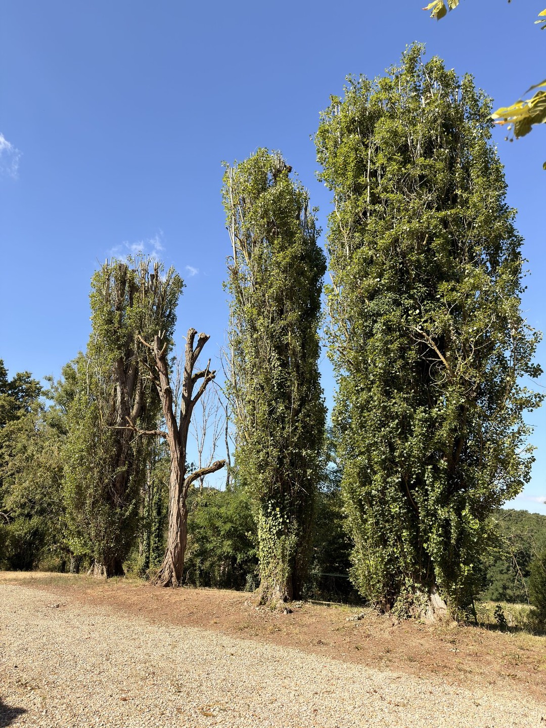 🌳 Chantier d'élagage à Seignelay (89)

Nos équipes Paysagiste Français sont intervenues su