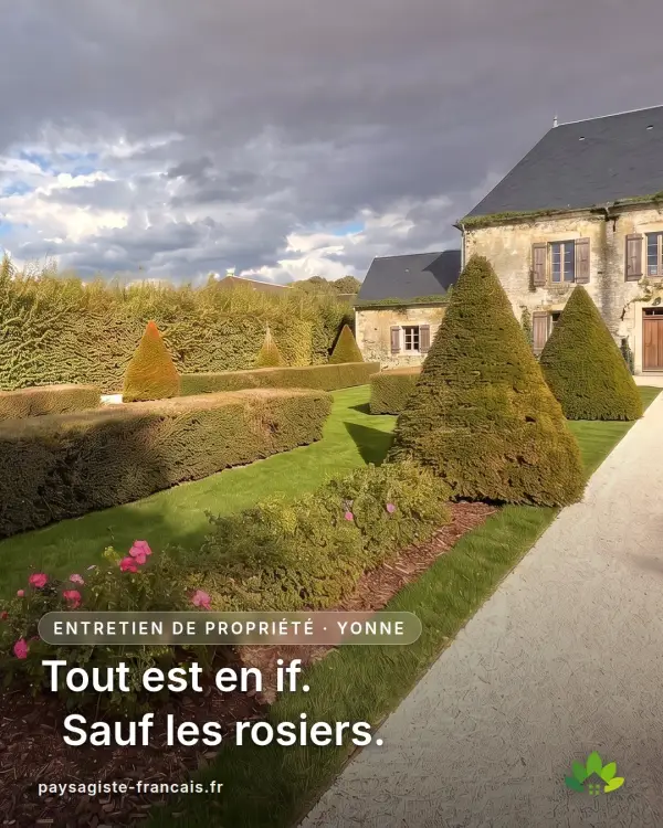 Dans ce jardin, tout est en if. Sauf les rosiers et la pelouse.

Environ 500 mètres de hai