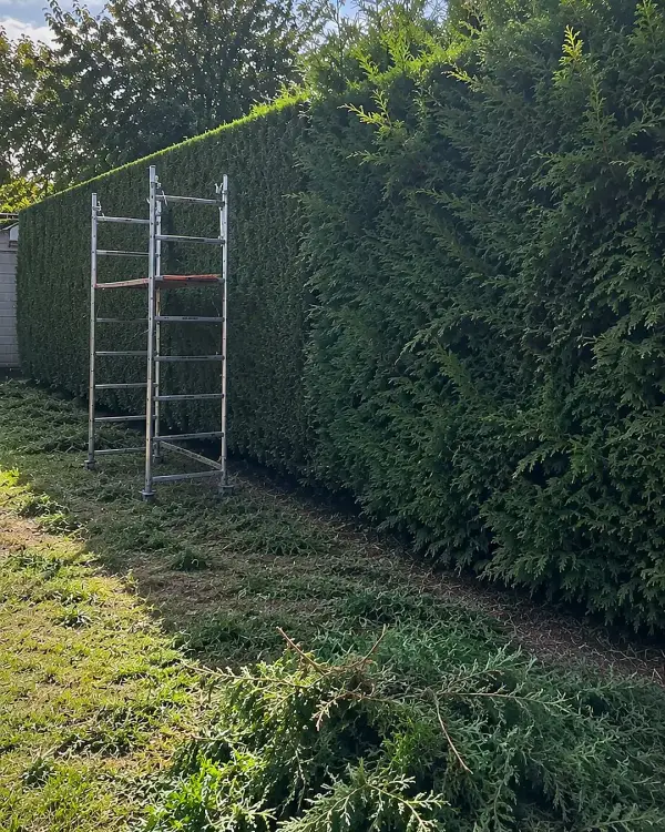 À gauche, c’est fait. À droite, c’est pour tout à l’heure.

Une haie haute reprise en fin 